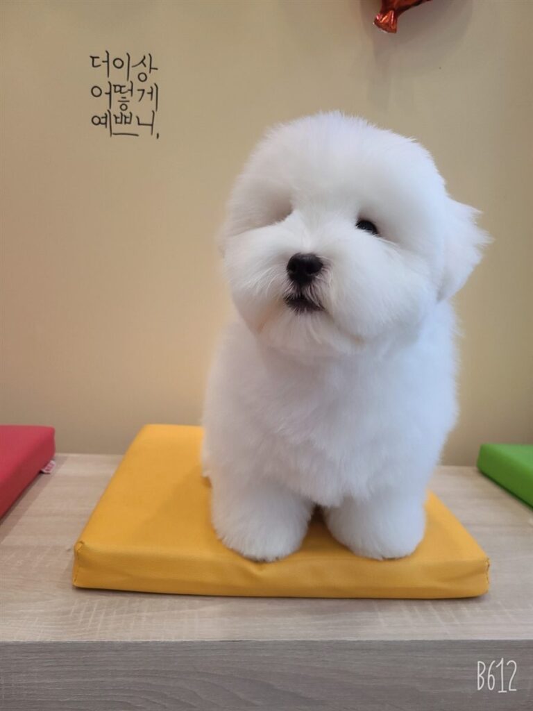 미용 후 얼굴을 동그랗게 다듬고 노란 방석 위에 앉은 흰색 꼬똥 드 툴레아