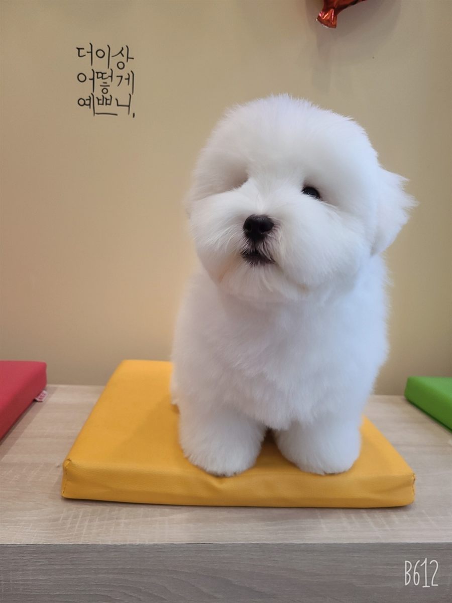미용 후 얼굴을 동그랗게 다듬고 노란 방석 위에 앉은 흰색 꼬똥 드 툴레아