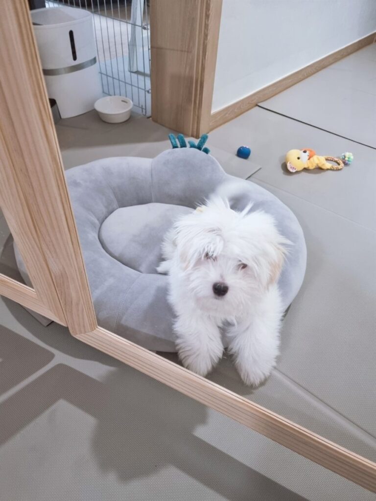 실내 반려견 방석 위에 앉아 있는 흰색 꼬똥 드 툴레아
