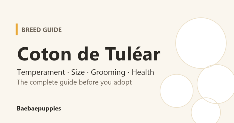 Coton de Tulear breed guide