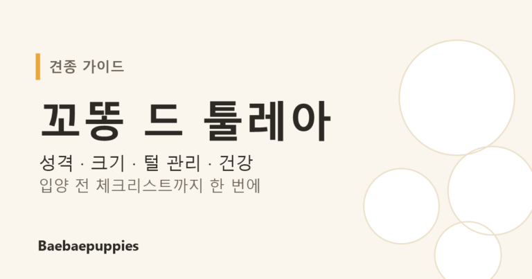 꼬똥 드 툴레아 견종 가이드