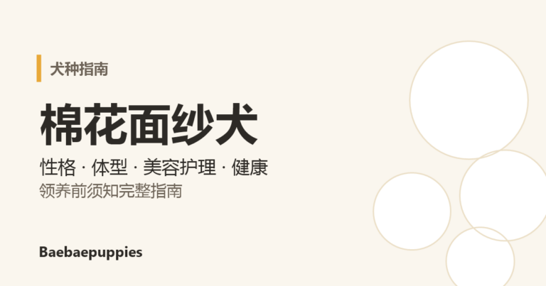 棉花面纱犬犬种指南